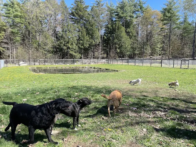 Willys Dog Camp - Image 1