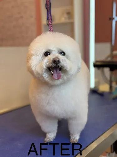 Whiskers Dog Grooming Salon in Brooklyn, NY