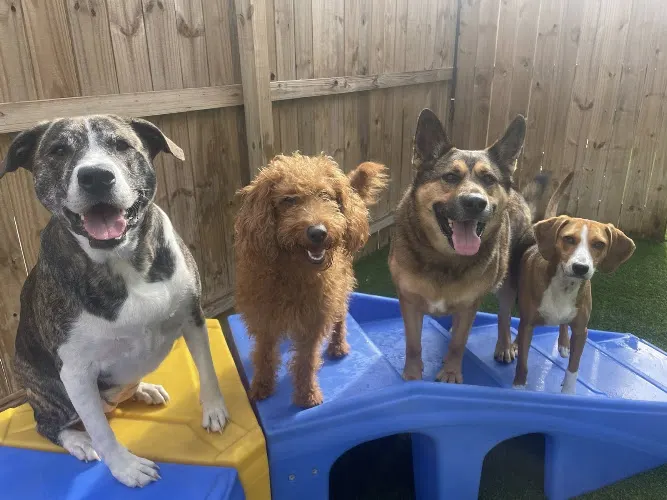 Dog Tired Pet Services - Summerville, SC - Image 1