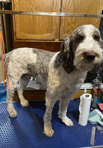 Platinum Paws Grooming Studio, LLC - Image 1