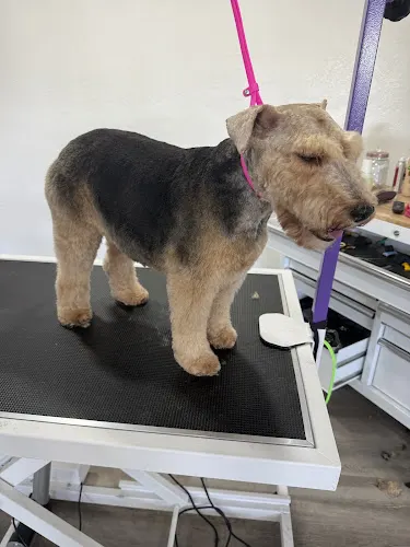 Double Bubble Pet Salon in Manteca, CA