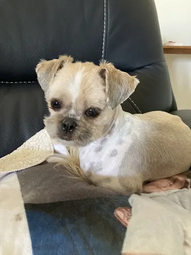 The Pet Spa - Image 1