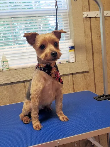 Just 4 Paws Grooming and Boarding - Image 1