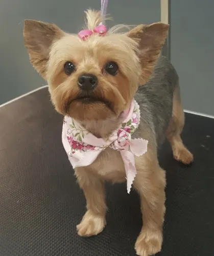 Doggy Stylz Mobile Grooming Salon - Image 1