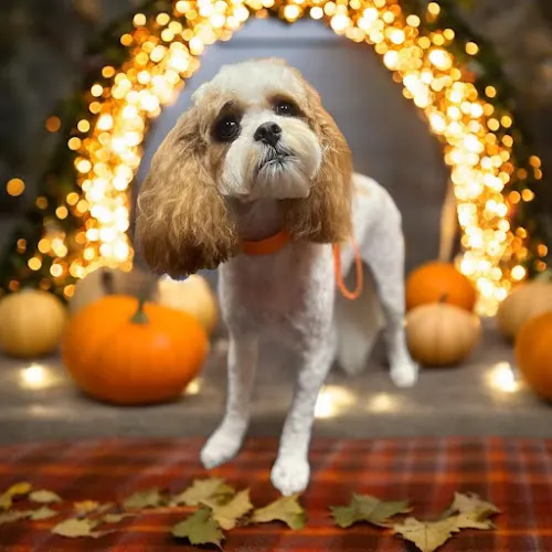 Rolling Stone Pet Spa - Image 1