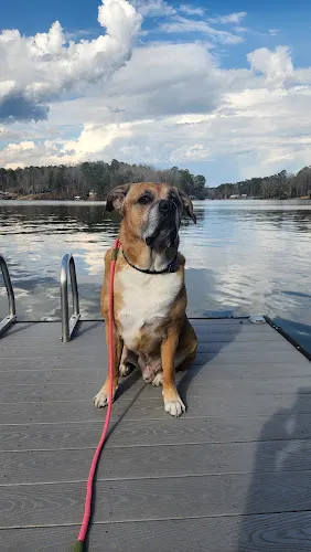 Bo's Pawsitive K9 Services - Image 1