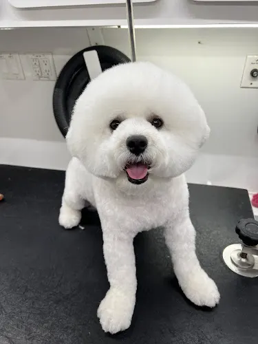 lovyopet mobile grooming - Image 1