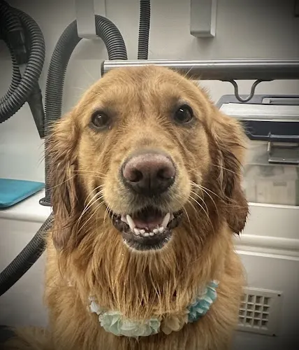 Barks and Bubbles Mobile Grooming, Inc in Ormond Beach, FL
