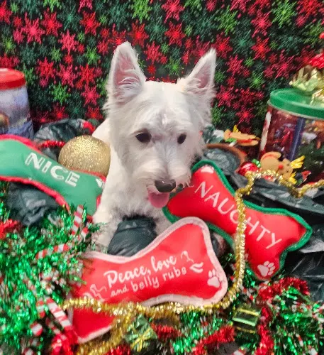 Dirty Hairy Mobile Dog Grooming Spa LLC - Image 1