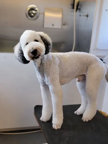 Victoria's Mobile Pet Spa - Image 1