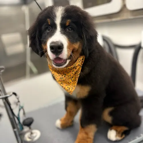 DapperTails Mobile Pet Grooming of Southeast Valley - Image 1