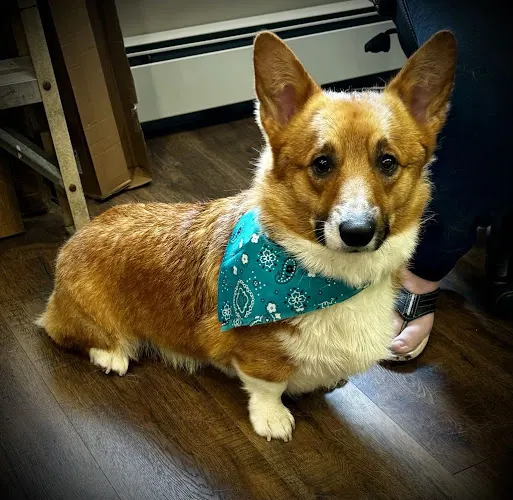 Lonnys luxury pooch services - Image 1