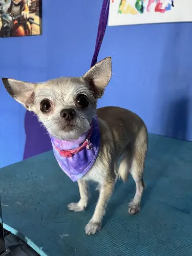 Furbabies Pup Spaw in Rosenberg, TX