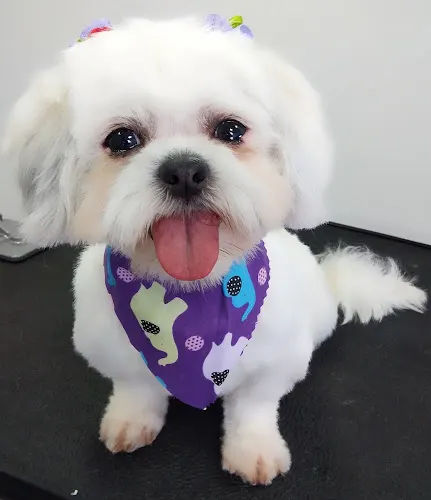 Puppy Cut Mobile Service Inc. - Image 1