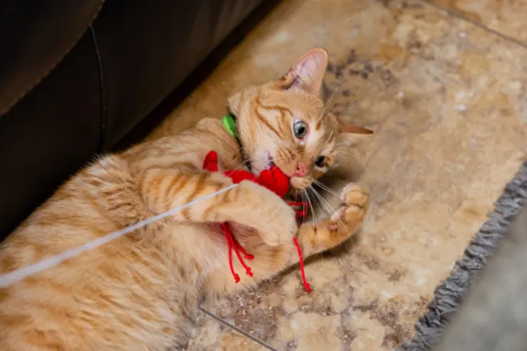 BowWowMeow Custom Pet Care - Image 1