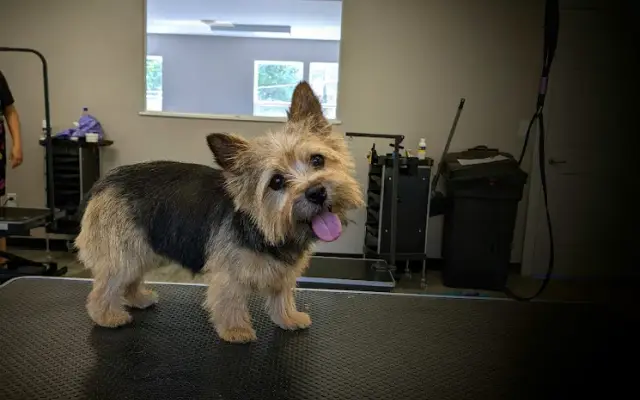 Pawsitive Strides Corning in Corning, NY