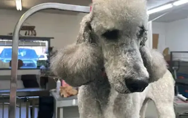 Amber's Pet Parlor in Edgewood, TX