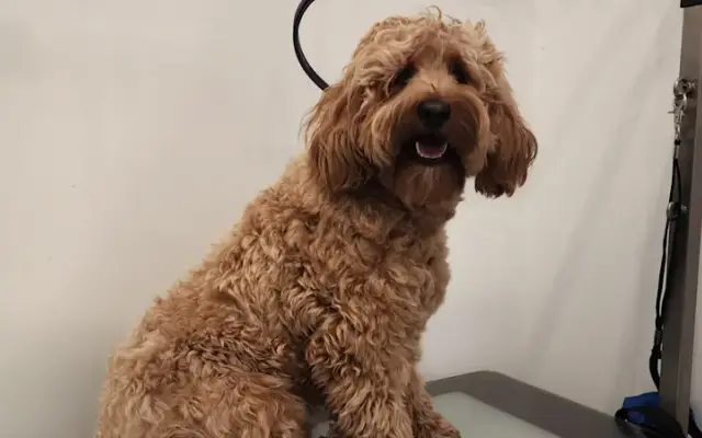 Royal Paws Co in Los Angeles, CA