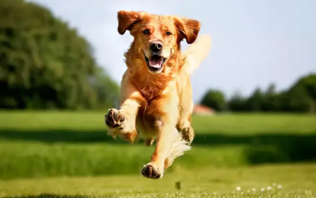 Green Acres Pet Resort in DeForest, WI