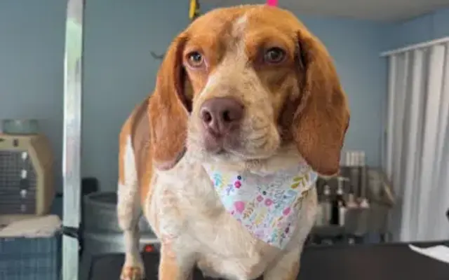 K9 Klippins in Wayland, MI