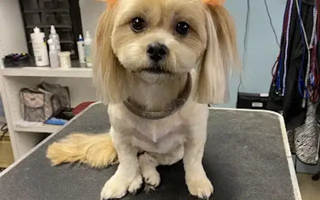 Lucky Dog Pet Grooming in Somerset, TX