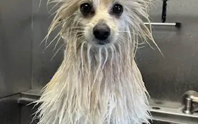 Stinkin' Cute Grooming in Dallas, TX