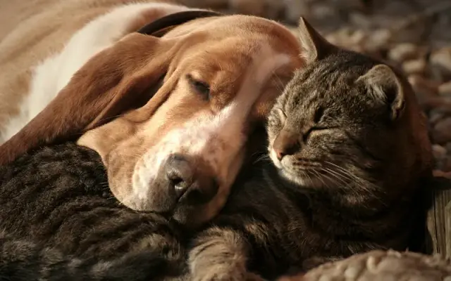 Clay County Animal Hospital in Celina, TN