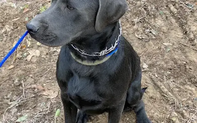 Belle Shain Kennels & Farm in Fairhope, AL