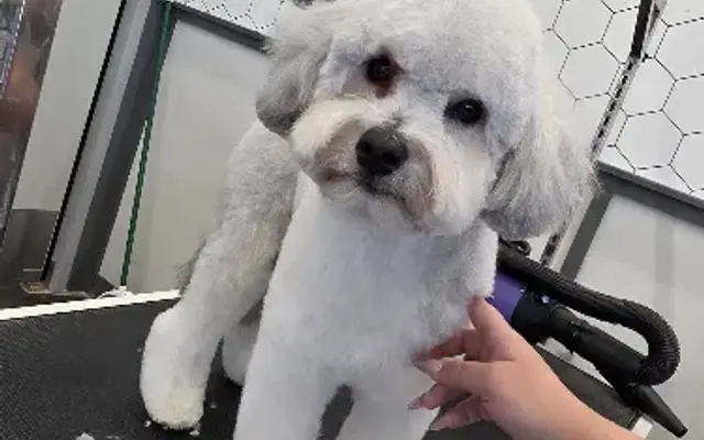 Pet Supplies Plus Sienna Grooming in Missouri City, TX
