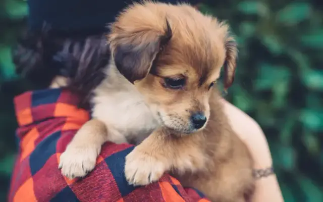 Longwood Animal Hospital and Pet Resort in Cypress, TX