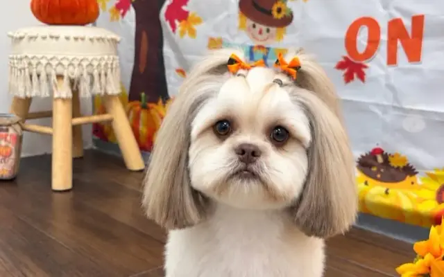 Brenda’s pet grooming in Houston, TX