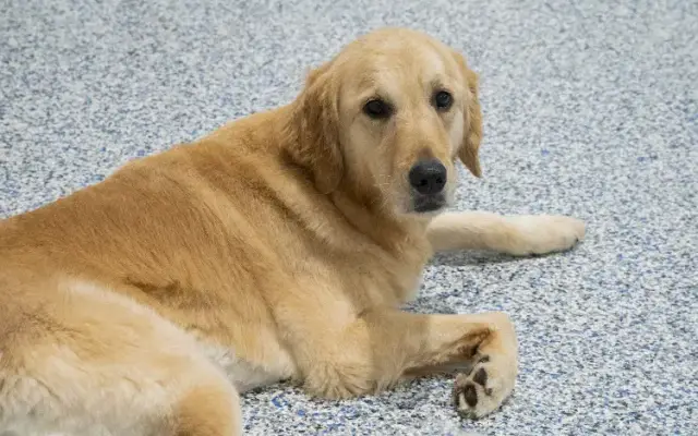 Dan's Pet Care - Glen Cove in Glen Cove, NY