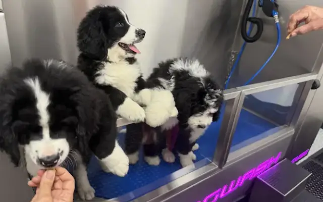 Nebraska Dog Wash in Omaha, NE