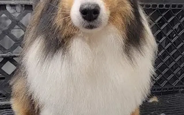 Tidypup Pet Grooming in Sunnyvale, TX