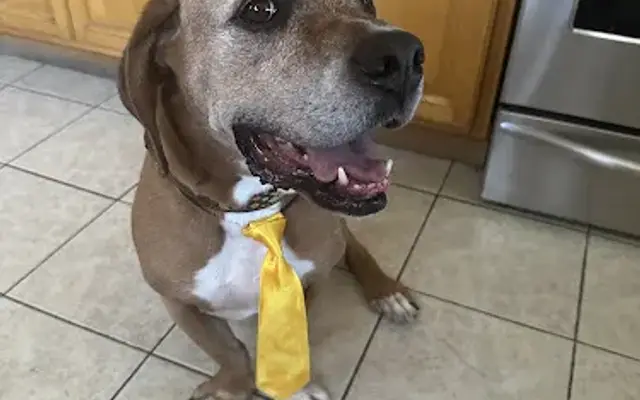 Marin's Pet Grooming and Supply in Maywood, CA