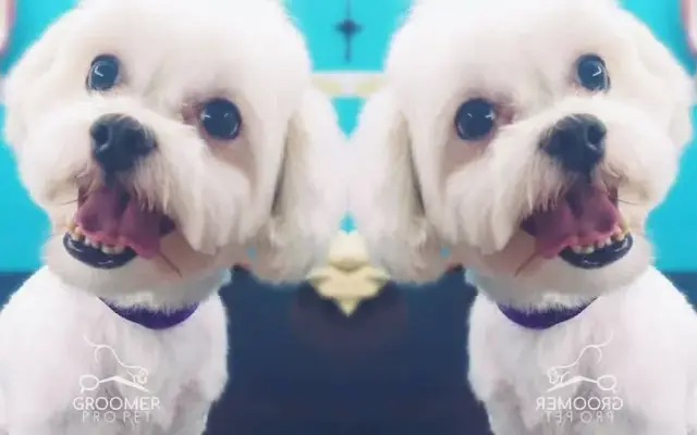 Groomer Pro Pet in Brooklyn, NY