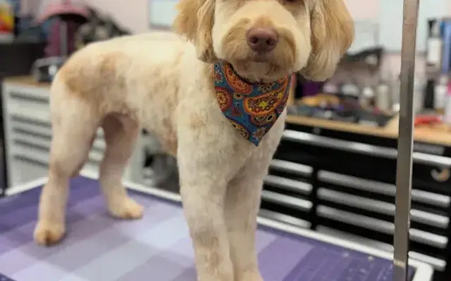 Shannon’s Grooming—Pasco in Pasco, WA