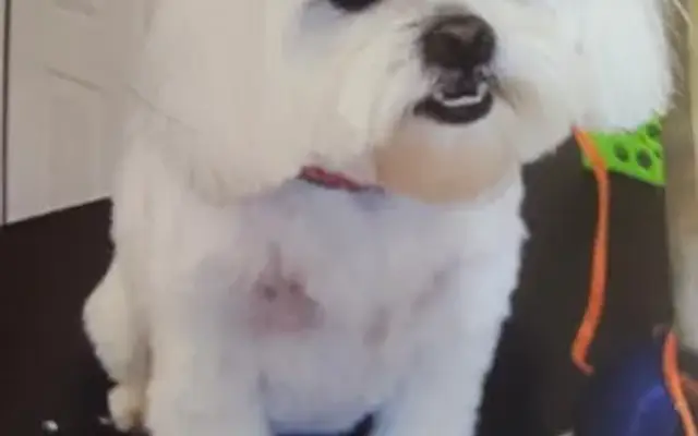 Paw Prints Grooming in Dunnellon, FL