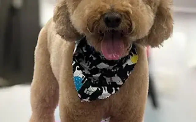 Hot Dog Grooming Mobile Spaw in Bellaire, TX