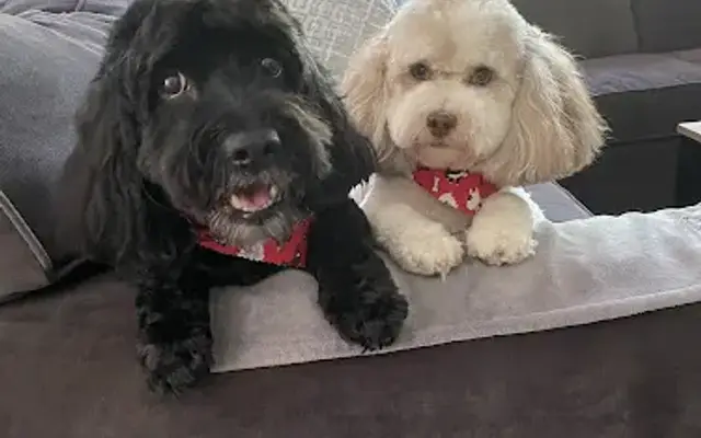 Sudsy Snouts In Home Grooming in Millstone Township, NJ