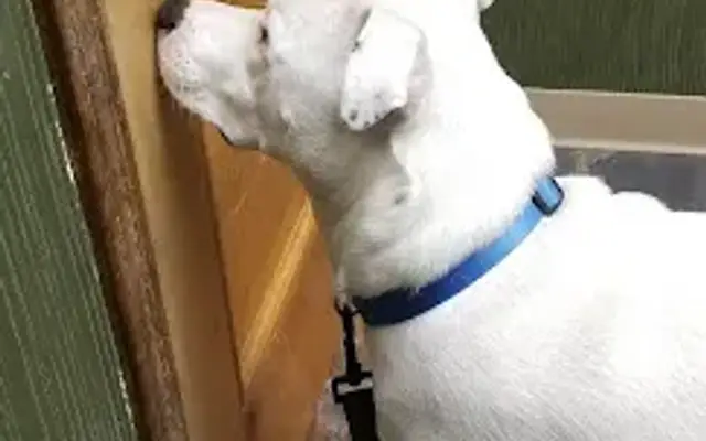 LoneStar Veterinary Hospital in Humble, TX