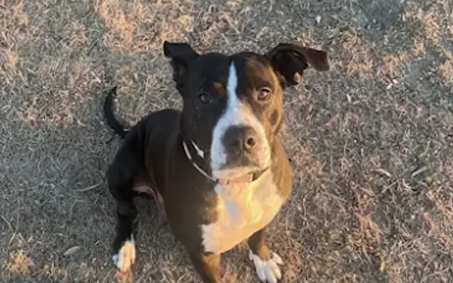 Bruno’s Pet Pawlour in Grand Prairie, TX
