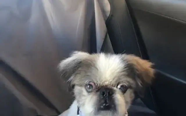 Grooming By Mary in Spring, TX