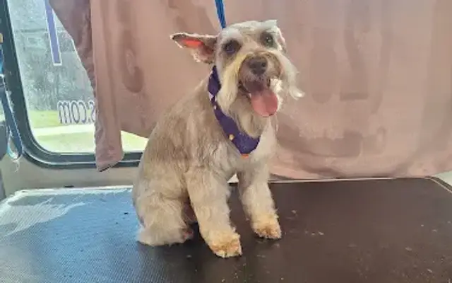 Pink Poochies,LLC : Mobile dog groomer Missouri City & Pearland TX in League City, TX