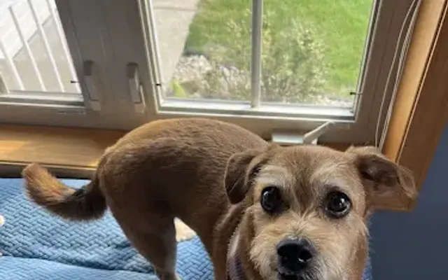 The Chase - Dog Daycare • Hotel • Spa in Oak Grove, MN