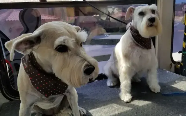 A Dog Washer Mobile Dog Grooming in Boca Raton, FL