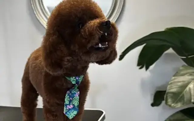 Gio’s Pet grooming Studio in San Francisco, CA