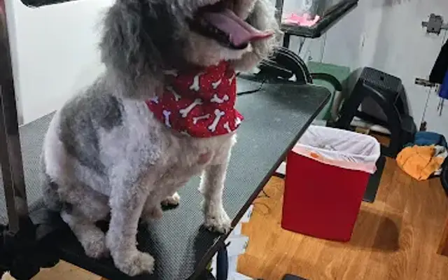 Mutt Hut Grooming, LLC in McArthur, OH