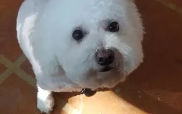 Angel Paws Mobile Grooming in Colleyville, TX
