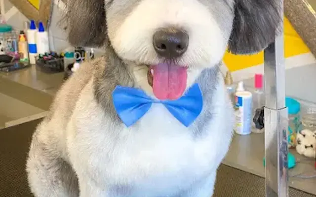 Coco's Dog Salon & Grooming in Palmview, TX